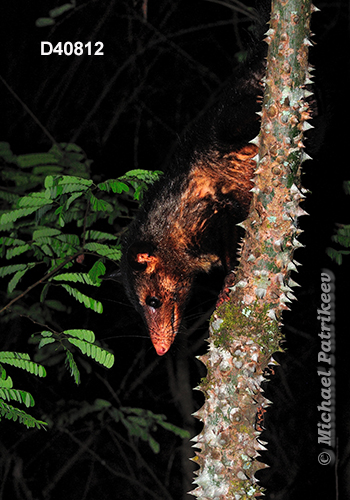 Big-eared opossum (Didelphis aurita)